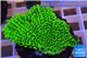 Montipora green & purple polyps 2-4 cm WYSIWYG acclimaté