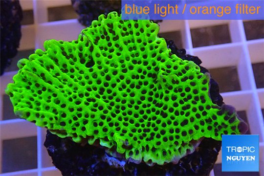 Montipora green & purple polyps 2-4 cm WYSIWYG acclimaté