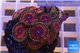 Zoanthus armor of good 3-5 cm WYSIWYG acclimaté