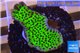 Montipora green & purple polyps 2-4 cm WYSIWYG acclimaté