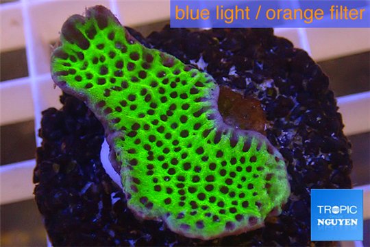 Montipora green & purple polyps 2-4 cm WYSIWYG acclimaté