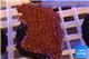 Montipora red purple polyps 4-5 cm WYSIWYG acclimaté