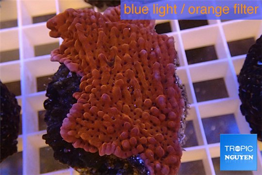 Montipora red purple polyps 4-5 cm WYSIWYG acclimaté