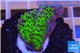 Montipora green & purple polyps 2-4 cm WYSIWYG acclimaté