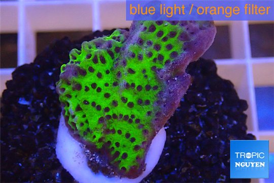 Montipora green & purple polyps 2-4 cm WYSIWYG acclimaté