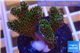 Pocillopora damicornis green & pink tip 2-4 cm WYSIWYG acclimaté