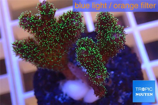 Pocillopora damicornis green & pink tip 2-4 cm WYSIWYG acclimaté
