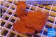 Montipora capricornis red plate 4-6 cm WYSIWYG acclimaté