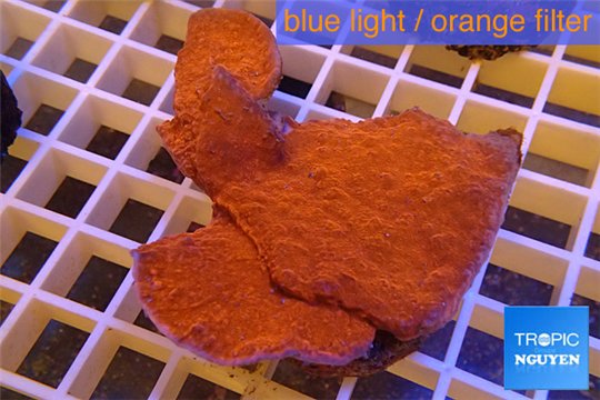 Montipora capricornis red plate 4-6 cm WYSIWYG acclimaté
