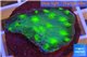 Echinopora lamellosa green 2-4 cm WYSIWYG acclimaté