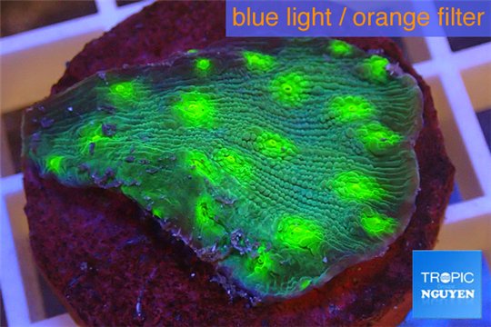Echinopora lamellosa green 2-4 cm WYSIWYG acclimaté