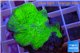 Montipora capricornis red plate 2-3 cm WYSIWYG acclimaté