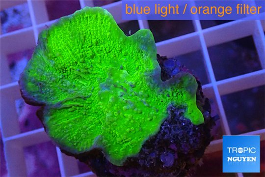 Montipora capricornis red plate 2-3 cm WYSIWYG acclimaté