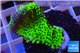 Montipora green & purple polyps 2-4 cm WYSIWYG acclimaté