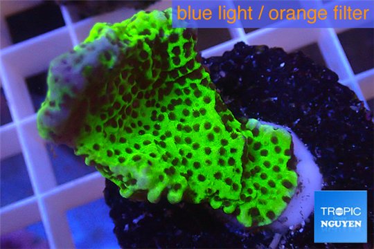 Montipora green & purple polyps 2-4 cm WYSIWYG acclimaté