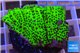 Montipora green & purple polyps 2-4 cm WYSIWYG acclimaté