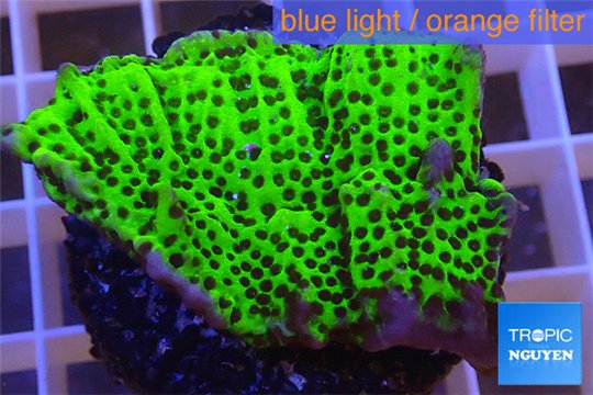 Montipora green & purple polyps 2-4 cm WYSIWYG acclimaté