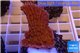Montipora red purple polyps 3-4 cm WYSIWYG acclimaté