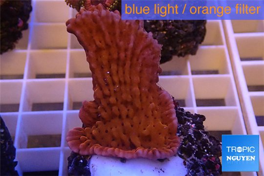 Montipora red purple polyps 3-4 cm WYSIWYG acclimaté