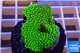 Montipora green & purple polyps 2-4 cm WYSIWYG acclimaté