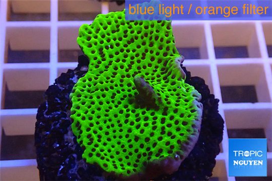Montipora green & purple polyps 2-4 cm WYSIWYG acclimaté
