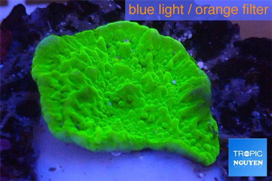 Montipora capricornis green plate 1-2 cm WYSIWYG acclimaté