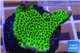 Montipora green & purple polyps 2-4 cm WYSIWYG acclimaté