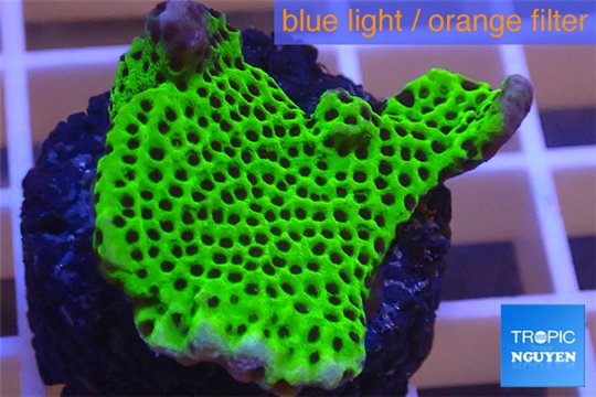 Montipora green & purple polyps 2-4 cm WYSIWYG acclimaté