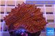 Montipora red purple polyps 3-5 cm WYSIWYG acclimaté