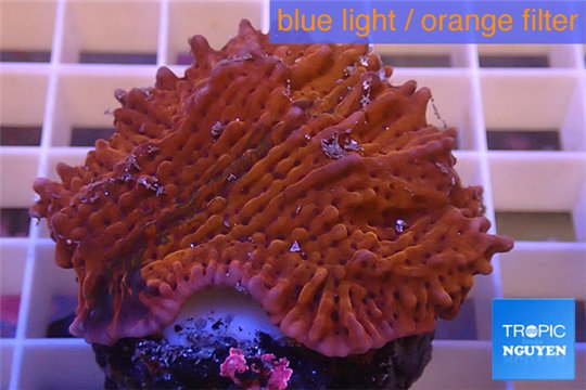 Montipora red purple polyps 3-5 cm WYSIWYG acclimaté