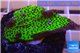 Montipora green & purple polyps 2-4 cm WYSIWYG acclimaté