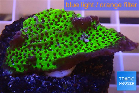 Montipora green & purple polyps 2-4 cm WYSIWYG acclimaté