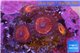 Zoanthus red cherry 4-5 polyps WYSIWYG acclimaté