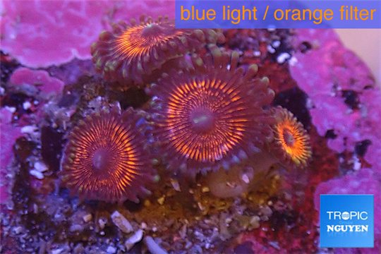 Zoanthus red cherry 4-5 polyps WYSIWYG acclimaté