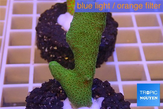 Montipora digitatta green 3-4 cm WYSIWYG acclimaté