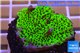 Montipora green & purple polyps 2-4 cm WYSIWYG acclimaté