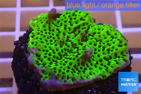 Montipora green & purple polyps 2-4 cm WYSIWYG acclimaté