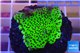 Montipora green & purple polyps 2-4 cm WYSIWYG acclimaté
