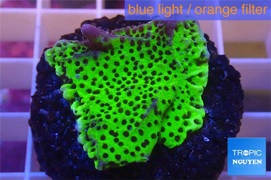 Montipora green & purple polyps 2-4 cm WYSIWYG acclimaté