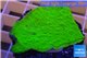 Montipora capricornis green plate 3-4 cm WYSIWYG acclimaté