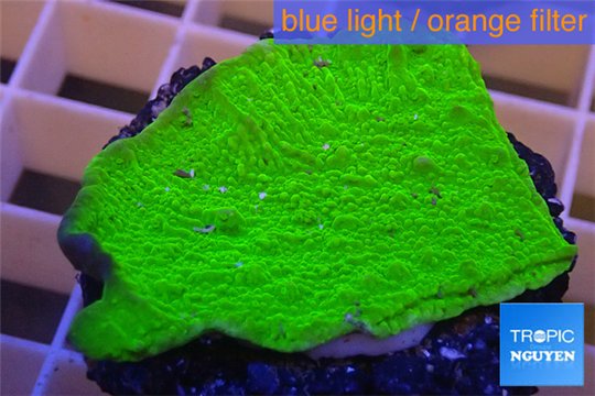Montipora capricornis green plate 3-4 cm WYSIWYG acclimaté