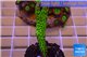 Montipora green & purple polyps 2-4 cm WYSIWYG acclimaté