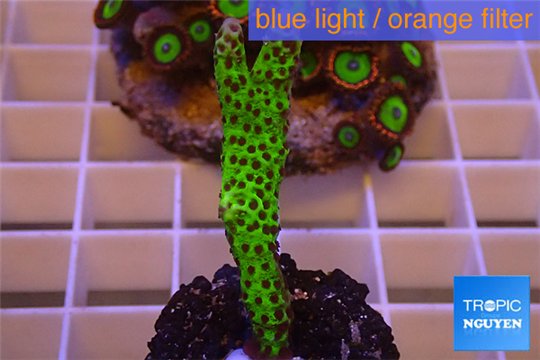 Montipora green & purple polyps 2-4 cm WYSIWYG acclimaté