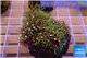 Pachyclavularia neon green 4-6 cm WYSIWYG acclimaté