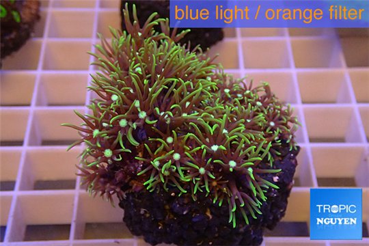 Pachyclavularia neon green 4-6 cm WYSIWYG acclimaté