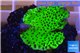 Montipora green & purple polyps 2-4 cm WYSIWYG acclimaté