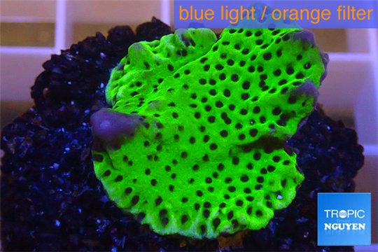 Montipora green & purple polyps 2-4 cm WYSIWYG acclimaté
