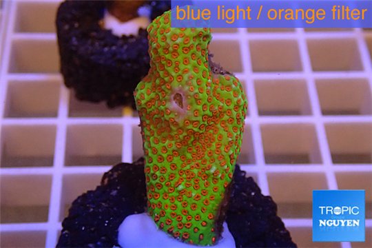 Montipora red fire forest 2-3 cm WYSIWYG acclimaté