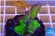 Montipora green & purple polyps 2-4 cm WYSIWYG acclimaté