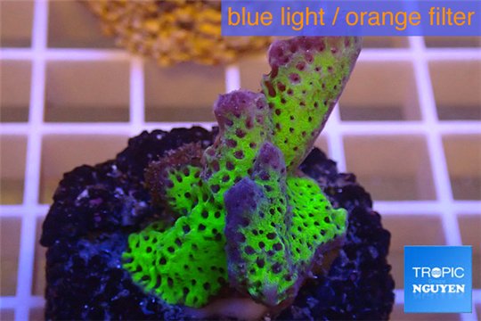 Montipora green & purple polyps 2-4 cm WYSIWYG acclimaté